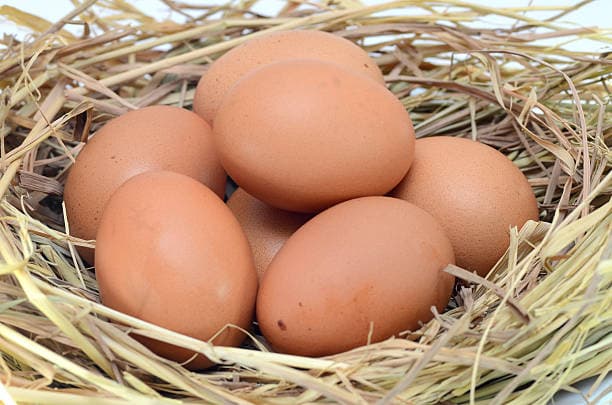 خرید تخم مرغ صادراتی مشهد + قیمت عالی